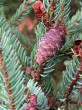 Picea mariana (black spruce)