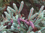 Picea mariana (black spruce)