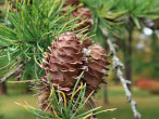 Larix kaempferi (Japanese larch, Japanese  kaempferi)