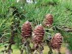 Larix kaempferi (Japanese larch, Japanese  kaempferi) - decorative  pine cones