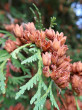 Thuja occidentalis (Western thuja)