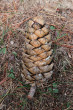 Pinus armandii - fruit is a cone, yellow-brown after ripening