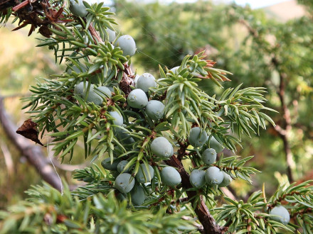 Juniperus sibirica - the fruit is a cone berry