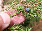 Juniperus sibirica - the fruit is a cone berry, ripens in the autumn of the second year, but also in the third year