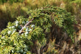 Juniperus sibirica