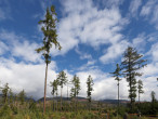 Larix decidua (Deciduous larch)