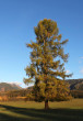 Larix decidua (Deciduous larch)