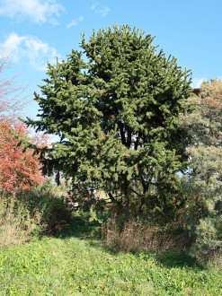 Pinus aristata