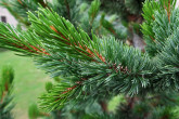 Pinus aristata