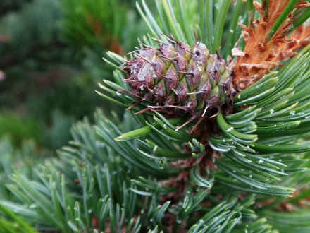 Pinus aristata