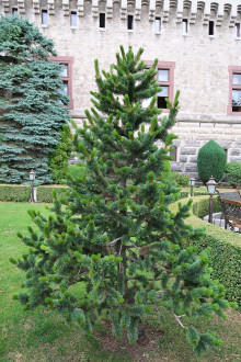 Pinus aristata - Smolenický zámok (7/2022)