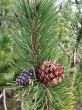 Pinus mugo