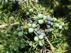 Juniperus communis