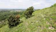 Juniperus communis  - pioneering woody plants in extreme (difficult to forest) habitats (Devínska Kobyla, Slovakia)