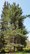 Pinus cembra - Kôprová dolina, Temné Smrečiny, High Tatras, 1 490 m above sea level (6/2023)_03