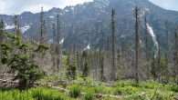 Picea abies (Norway spruce) - High Tatras