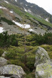 Picea abies (Norway spruce) - Temnosmrečinská dolina, 1,710 m above thesea level.  (6/2023)