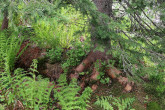 Picea abies (Norway spruce) - natural regeneration of spruce on a decaying fallen spruce trunk