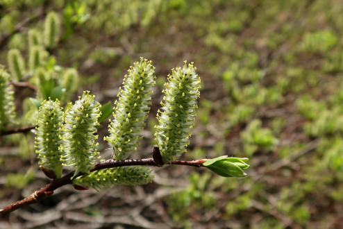 Salix phylicifolia (bay willow) - ♀ catkins