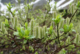 Salix phylicifolia (bay willow) - ♀ catkins