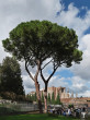 Pinus pinea & ROMA