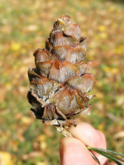 Pinus parviflora