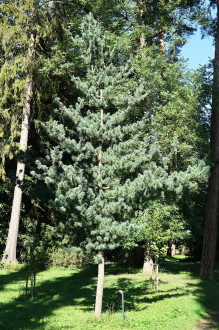 Pinus parviflora