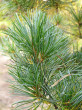 Pinus parviflora