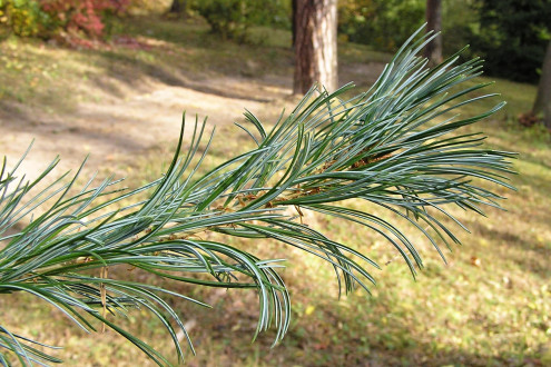 Pinus parviflora - they are densely grouped in a brush-like manner at the end of the branches