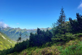 Picea abies (Norway spruce) - Tichá dolina, Western Tatras, 1,760 m a.s.l. (6/2024)