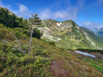 Picea abies (Norway spruce) - Tichá dolina, Western Tatras, 1,805 m above sea level. (6/2024)