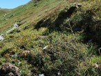 Larix decidua (Deciduous larch) - West Tatras, Ticha dolina, 1,910m a.s.l. (6\2024)