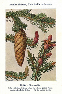 Picea abies (common spruce) - Ludwig Klein. 1920. Unsere Waldbäume, Sträucher und Zwergholzgewächse. Heidelberg, Carl Winter`s Universitätsbuchhandlung  