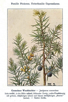 Juniperus communis - Unsere Waldbäume, Sträucher und Zwergholzgewächse. Heidelberg, Carl Winter`s Universitätsbuchhandlung