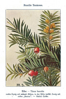 Taxus baccata -  Unsere Waldbäume, Sträucher und Zwergholzgewächse. Heidelberg, Carl Winter`s Universitätsbuchhandlung