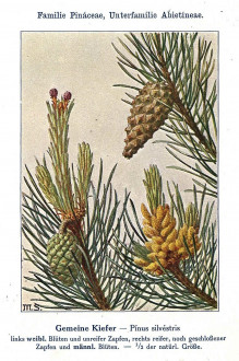 Pinus sylvestris - Unsere Waldbäume, Sträucher und Zwergholzgewächse. Heidelberg, Carl Winter`s Universitätsbuchhandlung