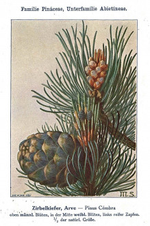 Pinus cembra -  Unsere Waldbäume, Sträucher und Zwergholzgewächse. Heidelberg, Carl Winter`s Universitätsbuchhandlung