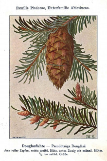 Pseudotsuga menziesii -  Unsere Waldbäume, Sträucher und Zwergholzgewächse. Heidelberg, Carl Winter`s Universitätsbuchhandlung