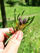 Pinus parviflora - female (♀) cones