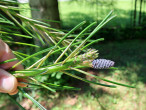 Pinus armandii - ♀ cones are (6/2024)