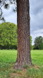 Pinus jeffreyi - the bark