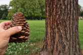 Pinus jeffrey - decorative large cones