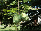 Taxodium distichum (Baldcypress, Double row yew)