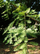 Taxodium distichum (Baldcypress, Double row yew)