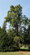 Taxodium distichum (Baldcypress, Double row yew) - Topoľčianky Park (9/2024)