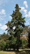 Pseudotsuga menziesii - Park Topoľčianky, Slovakia