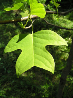 Liriondendron tulipifera