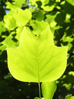 Liriondendron tulipifera