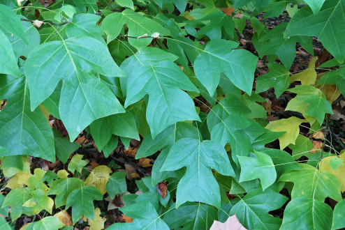 Liriondendron tulipifera