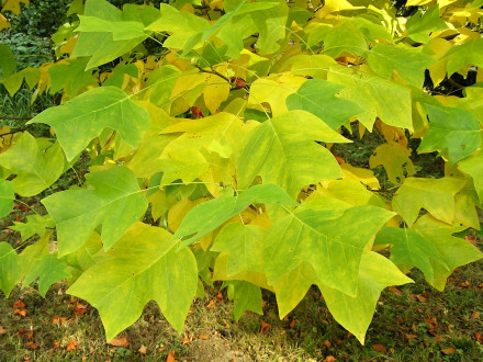 Liriondendron tulipifera